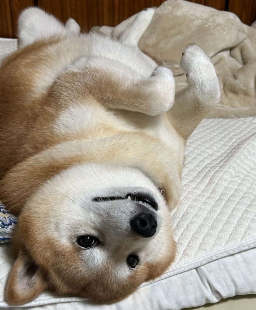 ベッドの上で仰向けになるキンタ(柴犬)