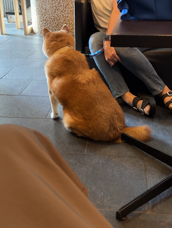 動物病院で順番待ちのキンタ