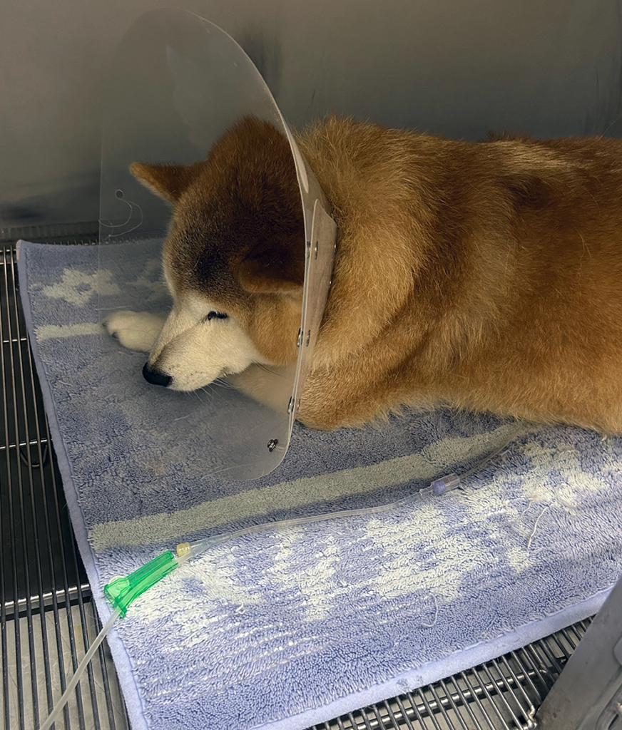 入院して薬物投与で治療しているキンタ