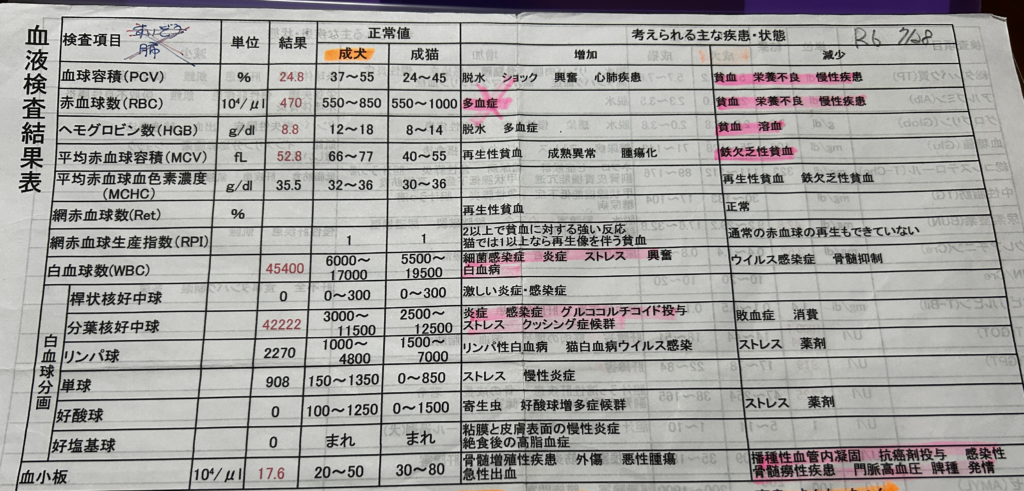 最初に病院でした検査の結果の2枚目