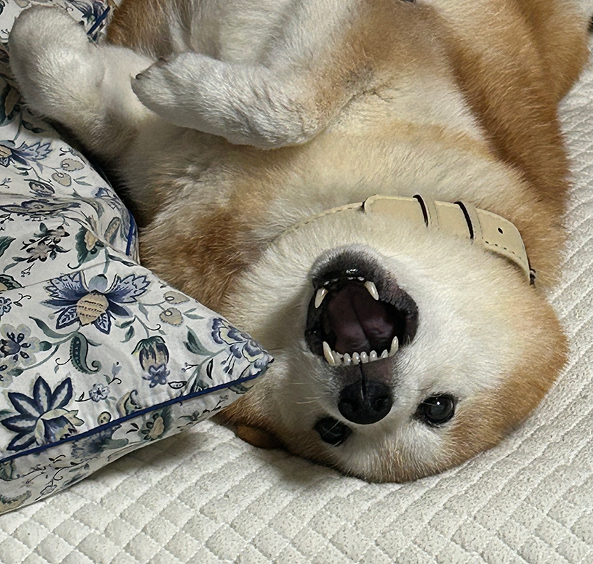 ベッドで仰向けのキンタ